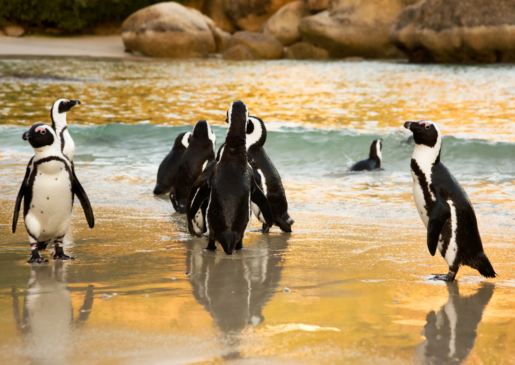African penguins on a beach, some standing, some in the water. Golden light reflecting on wet sand and water.
