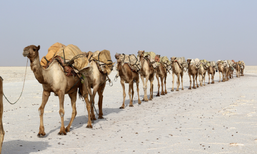 A herd of camels are walking across a desert.