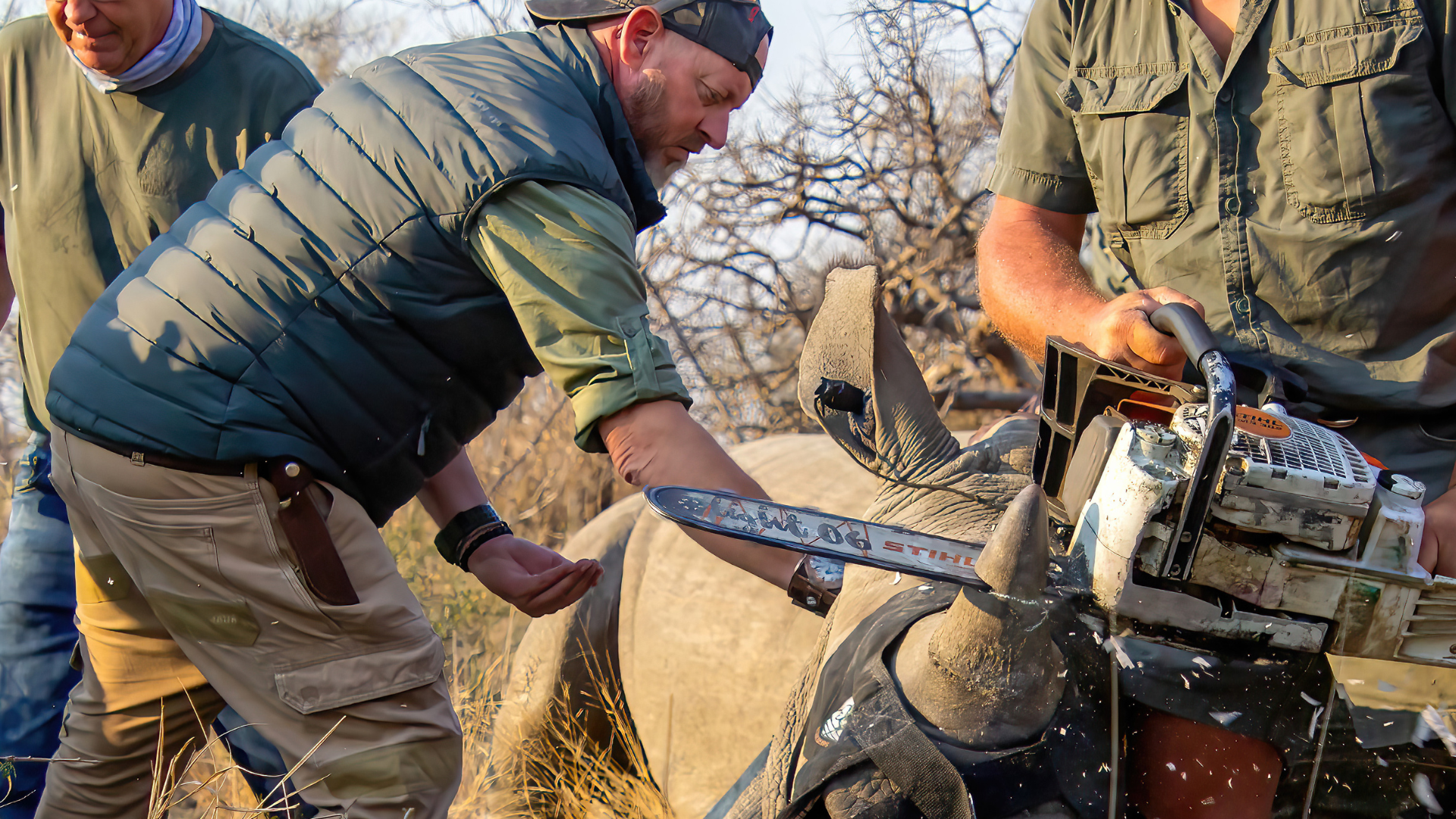 A man is cutting a rhino 's horn with a chainsaw.