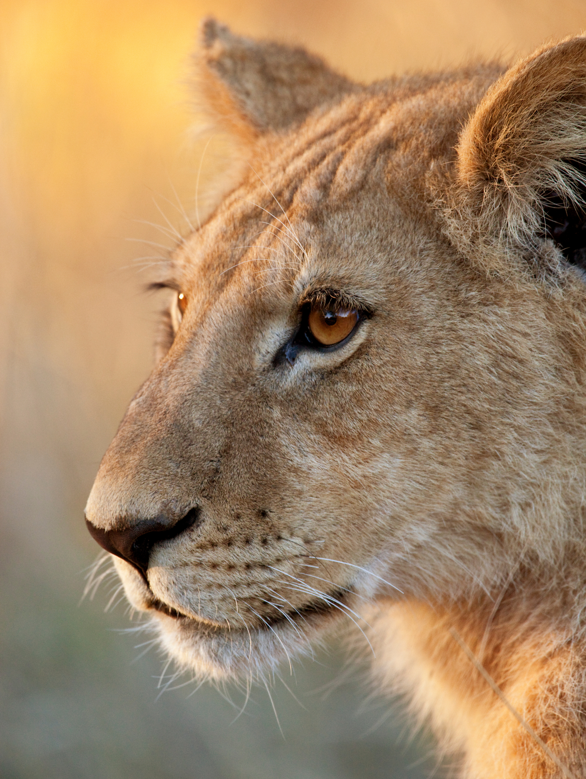 A young Lion in Chobe National Park