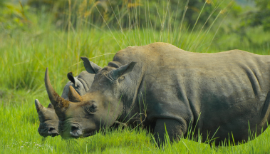 Rhinos in Uganda