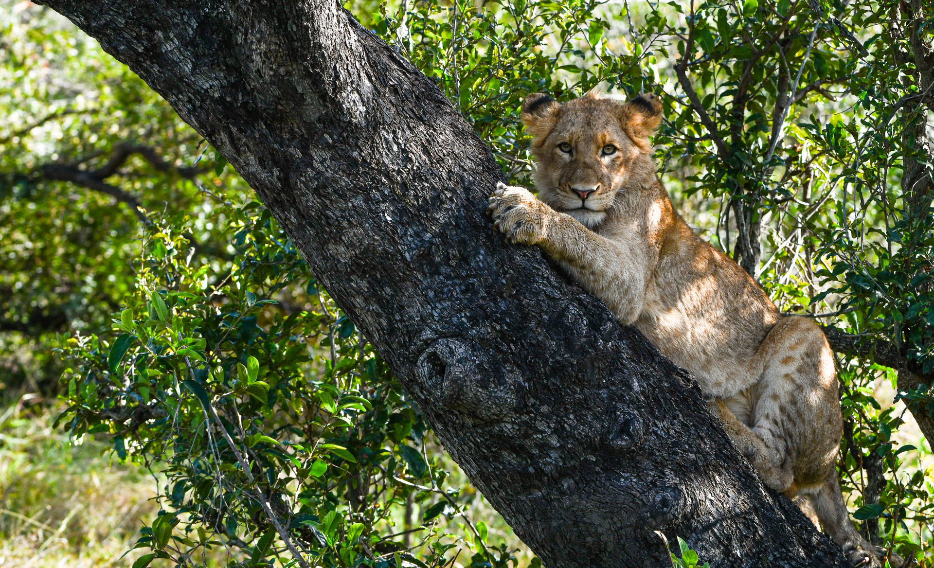 Lion cub in a tree