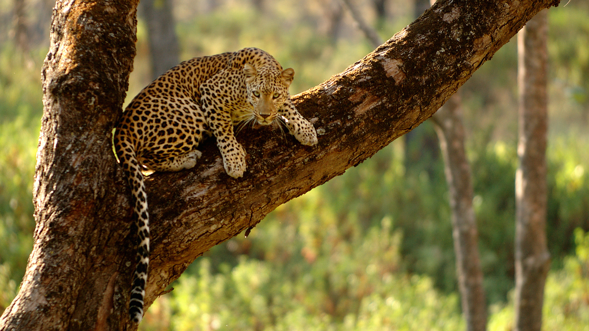 Leopard in a Tree on Safari