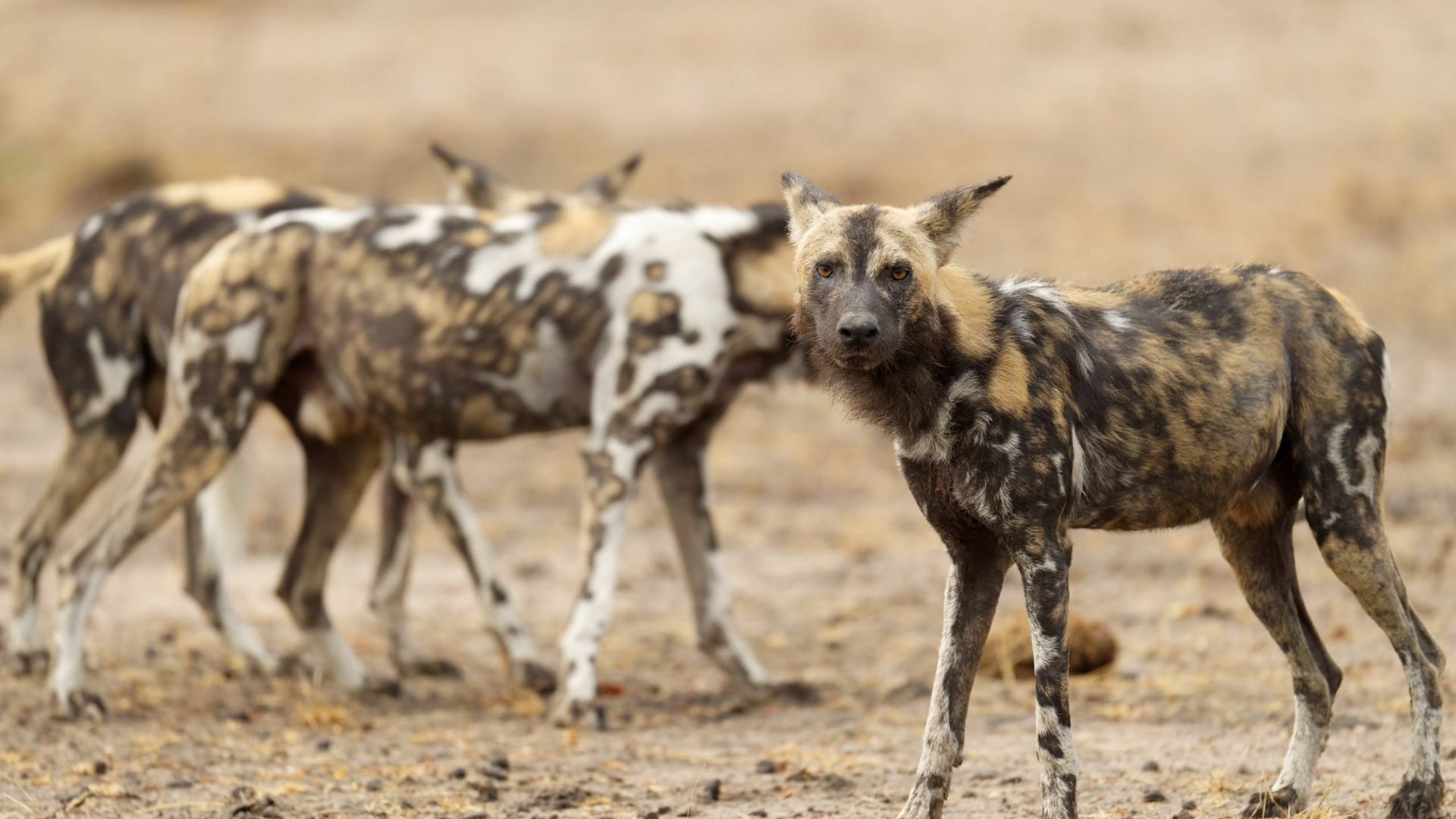 African Wild Dog Coat Patterns