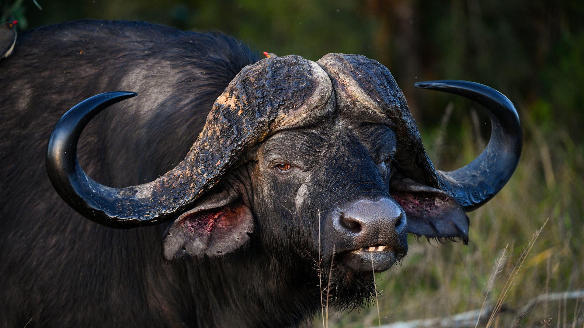 Close-up of a Cape buffalo with large horns, wet fur, and open mouth, in a grassy field.