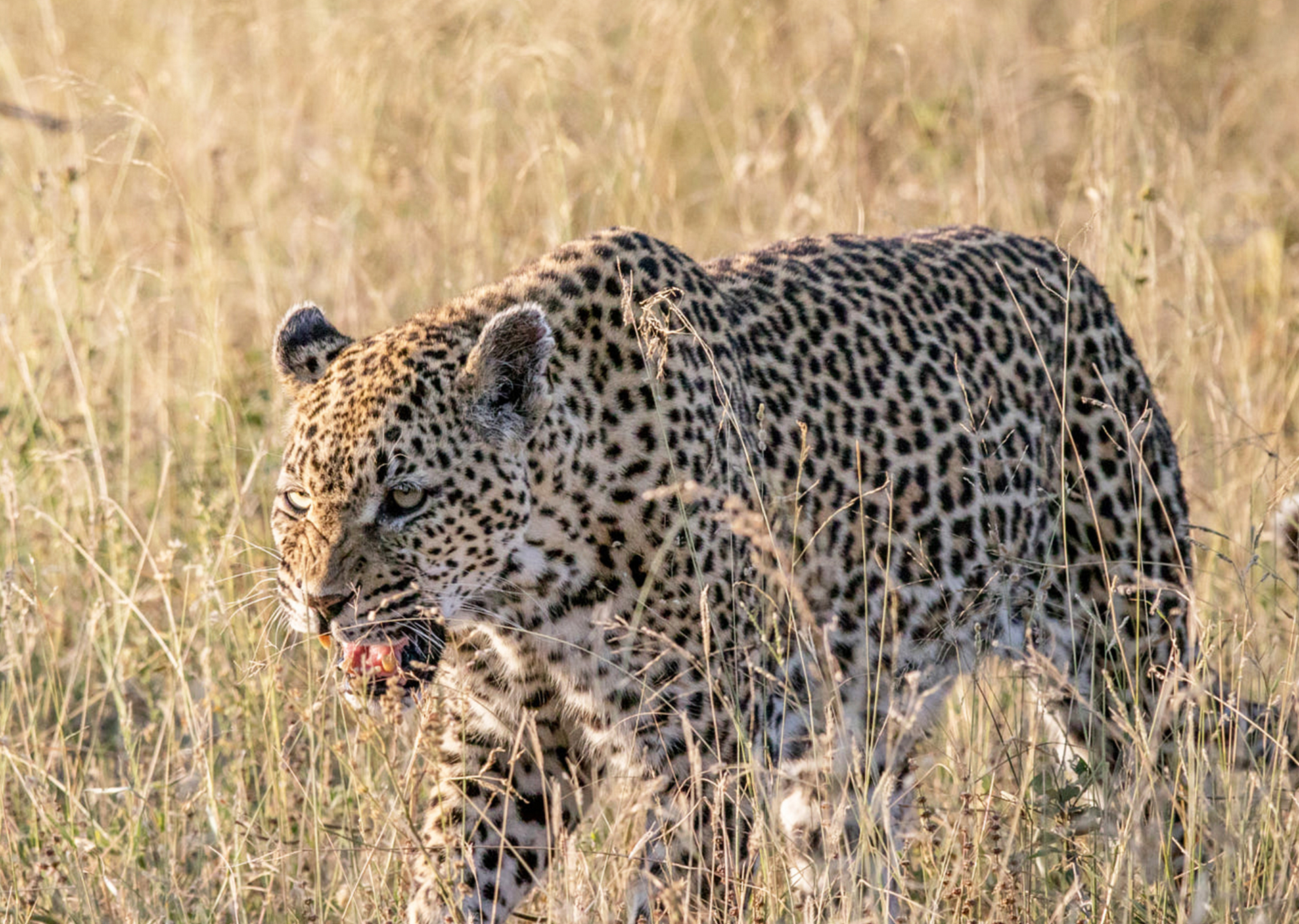 Leopard walking through tall, dry grass; its spotted fur blends with the setting.