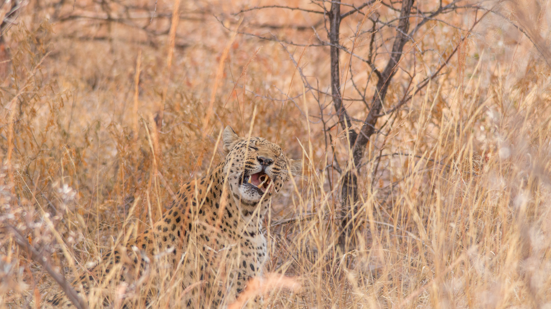 a leopard is hiding in the tall grass .