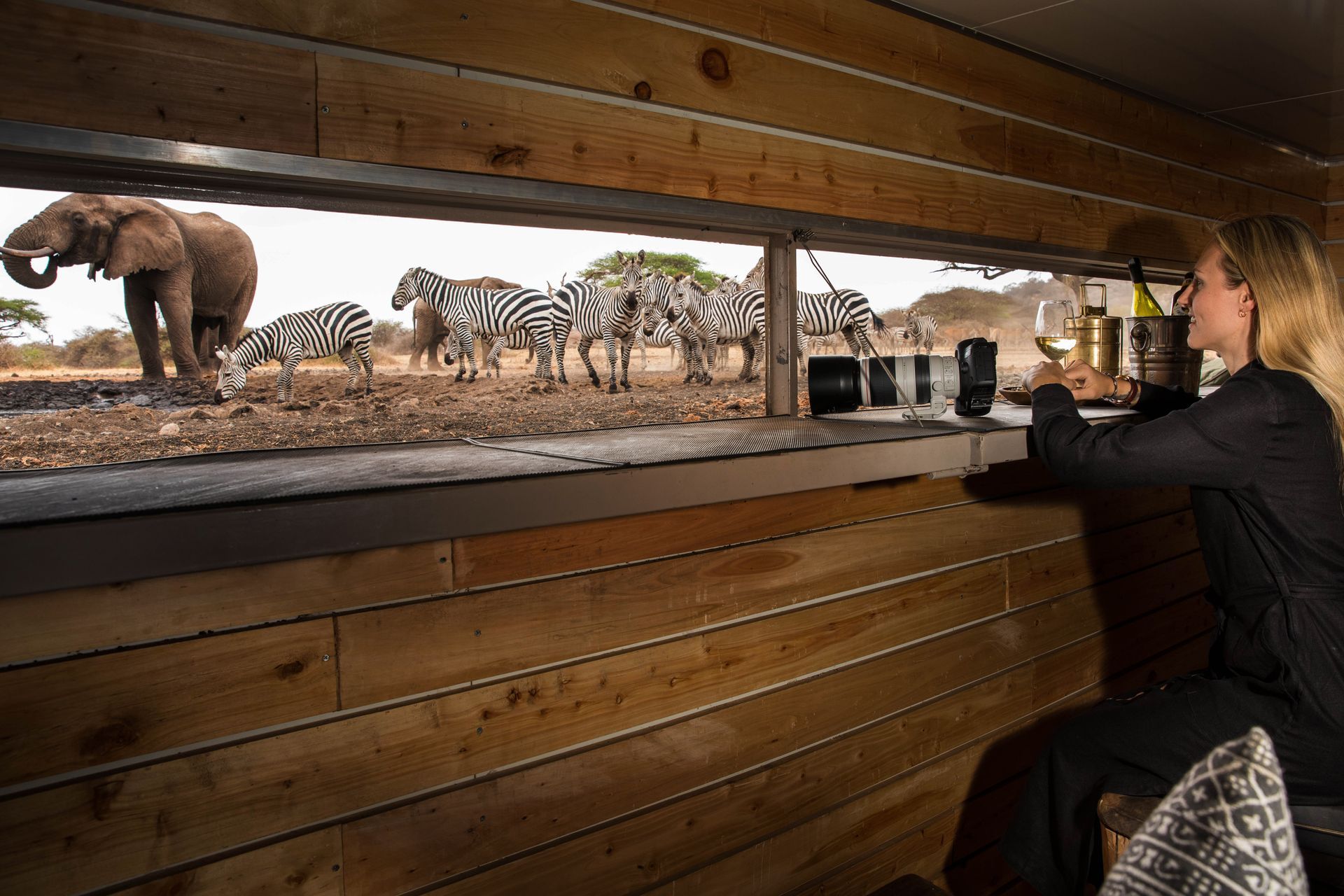 Woman drinks wine at a bar, observing zebras and an elephant in a savannah setting.