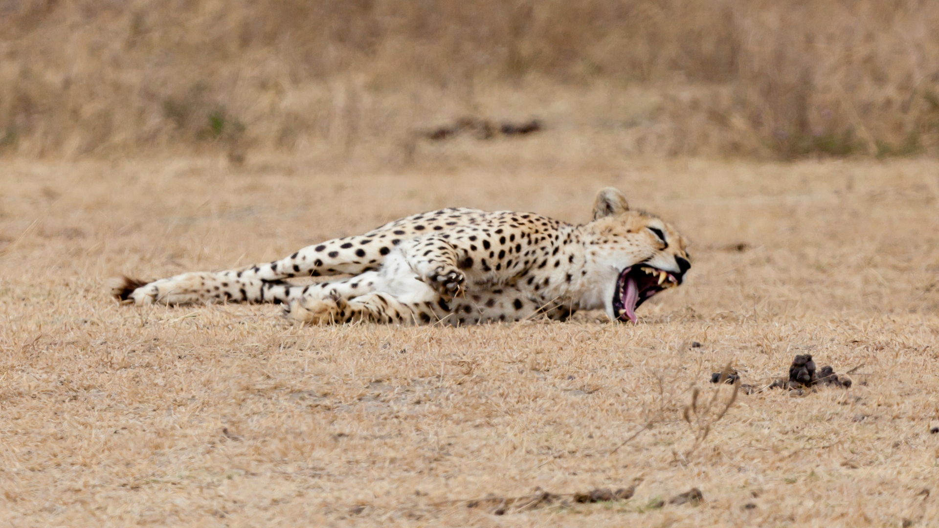 Cheetah in the Ngorongoro Crater