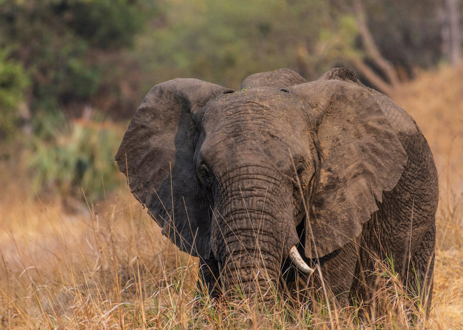 Elephant standing in tall, dry grass, with a forested background. It has visible tusks and its ears are spread.