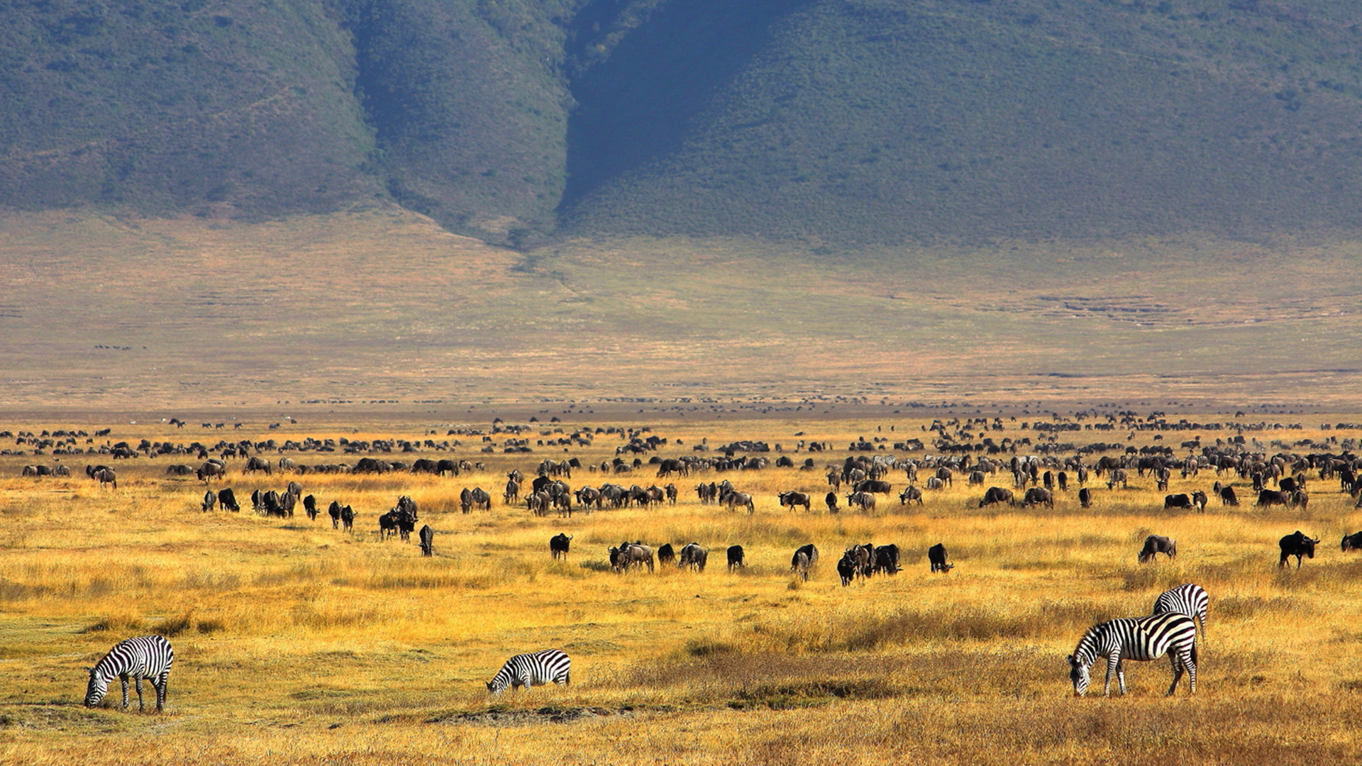 Mega Herds in the Ngorongoro Crater