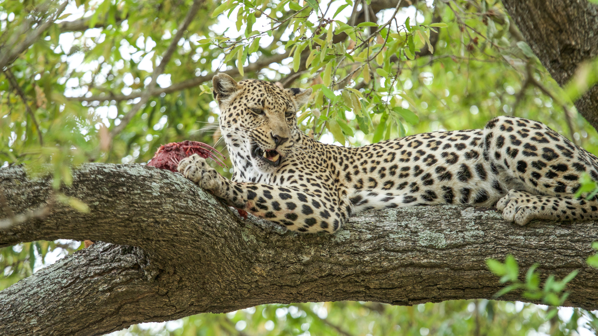a leopard is laying on a tree branch with a piece of meat in its mouth .
