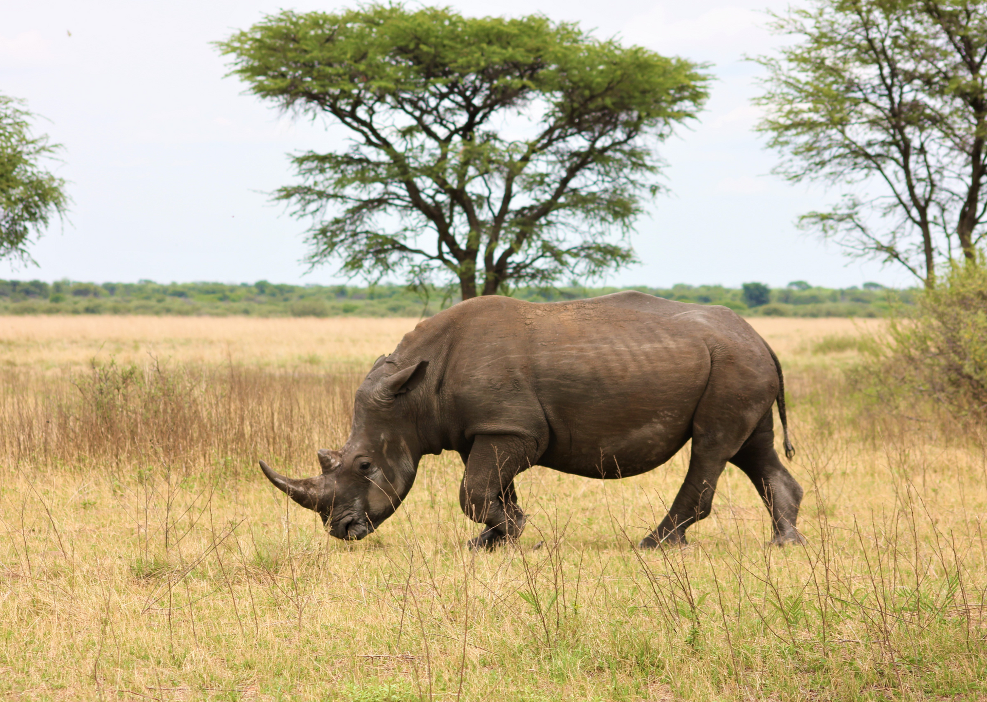 Rhino grazing in a grassy field near trees, under a cloudy sky.