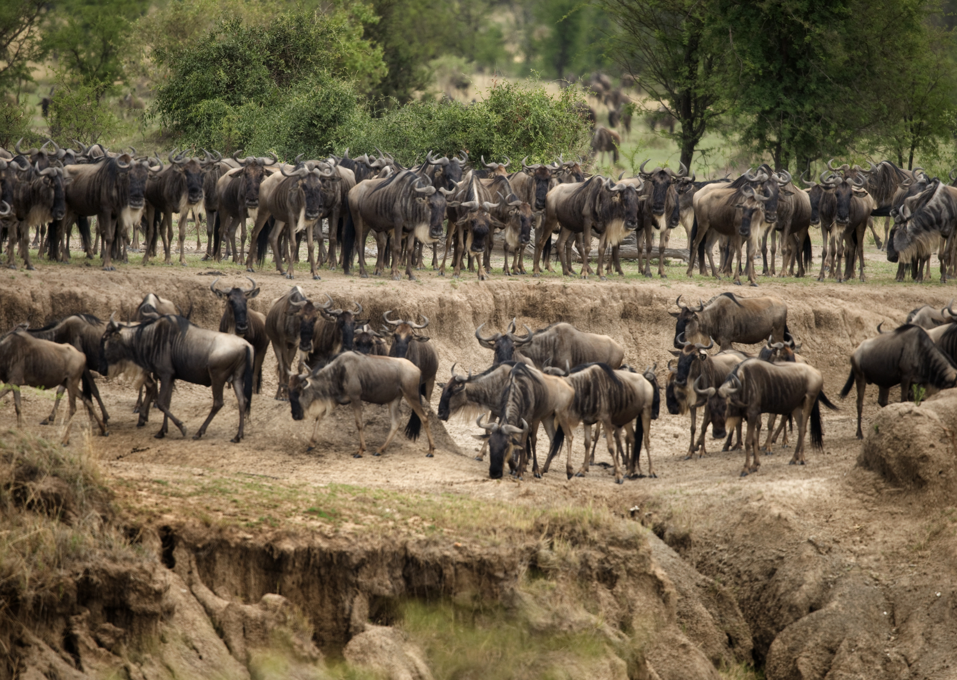 A large herd of wildebeest gathered on a dry, eroded riverbank in a savanna environment.