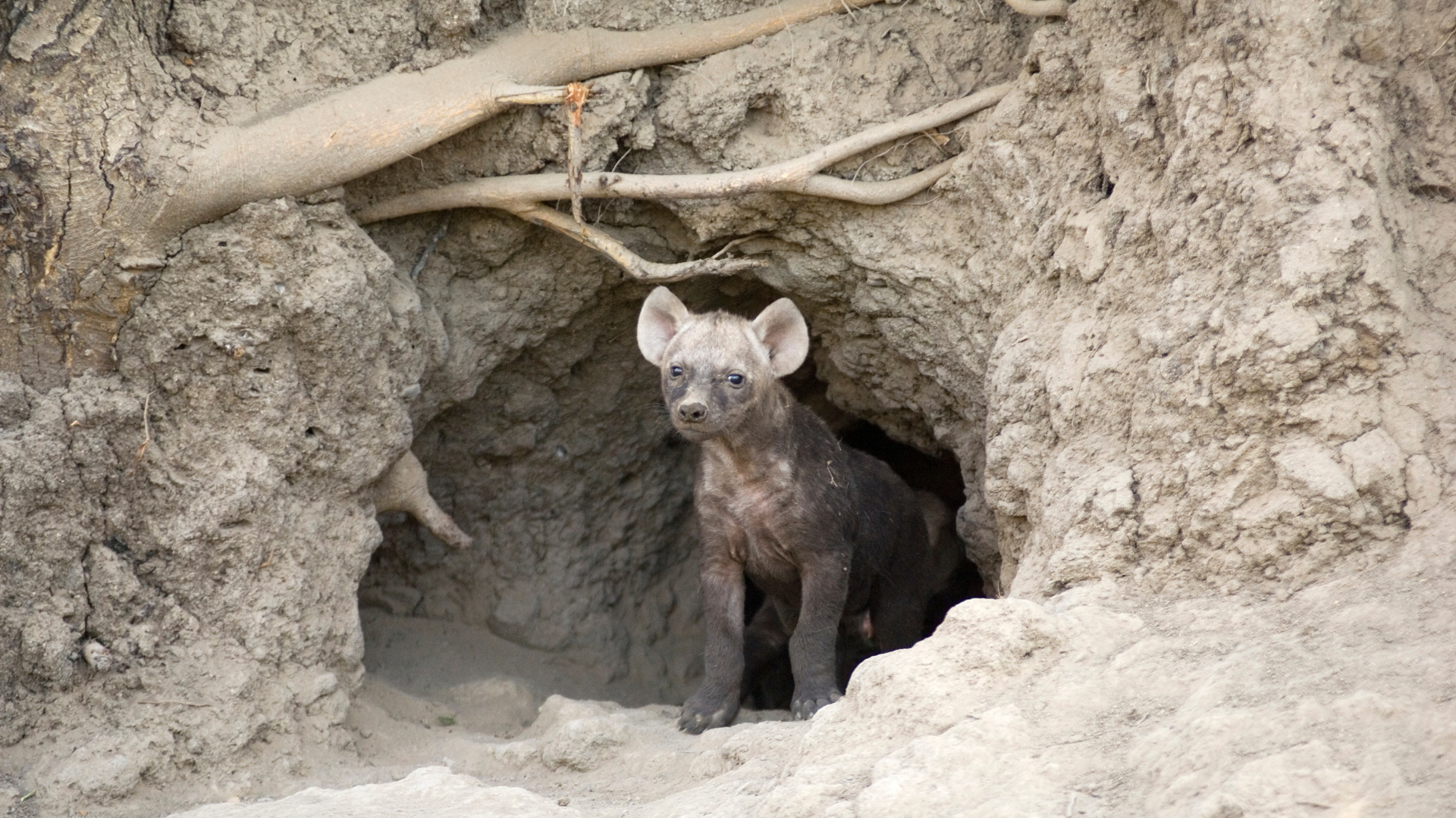 A Hyena Cub - a Member of the Ugly 5