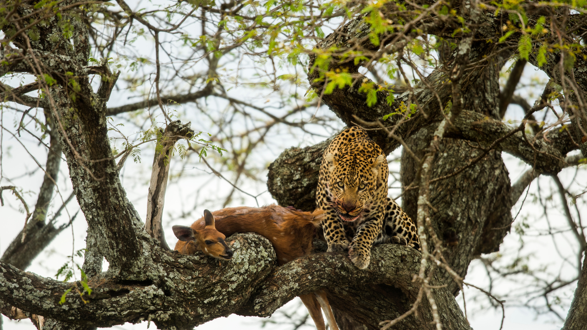 A leopard in a tree with its kill