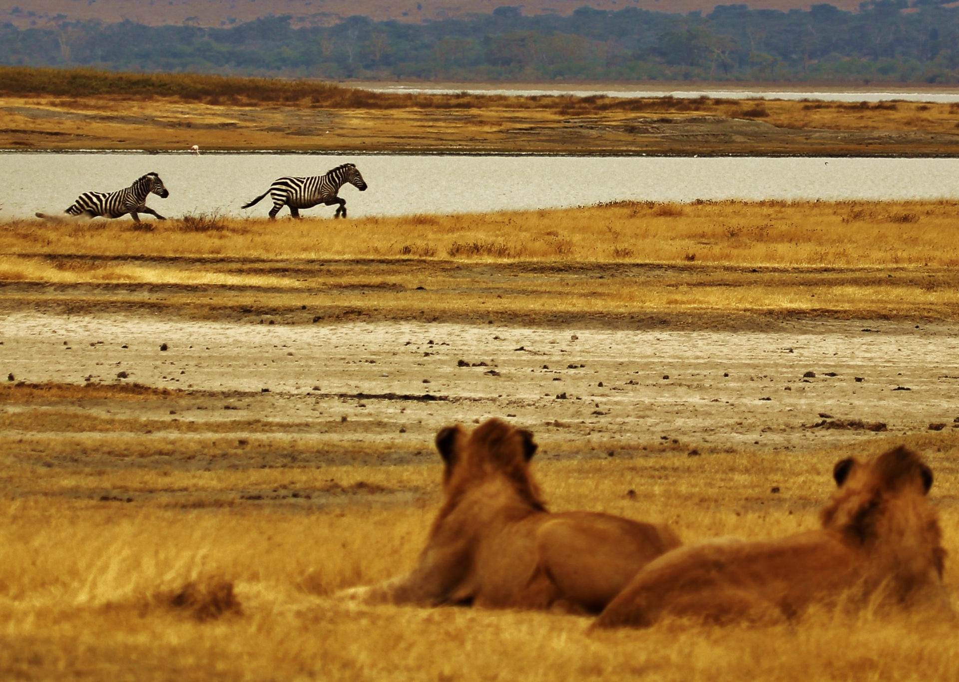 Two lions resting in foreground, watching two zebras running in shallow water and across a field.