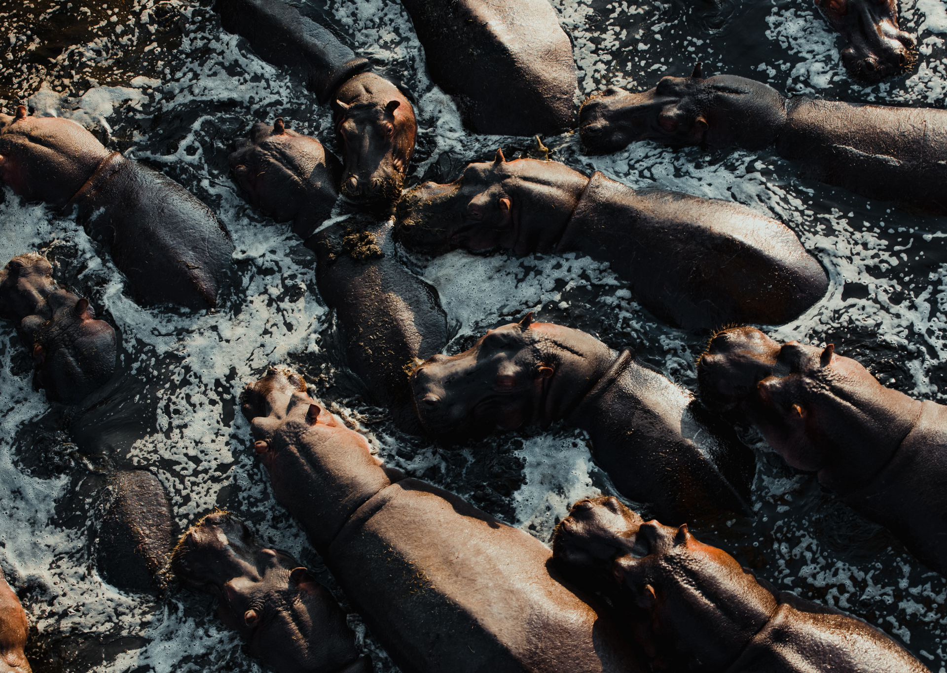 A herd of hippos submerged in water, only their heads and backs visible. Brown skin against a white foamy background.