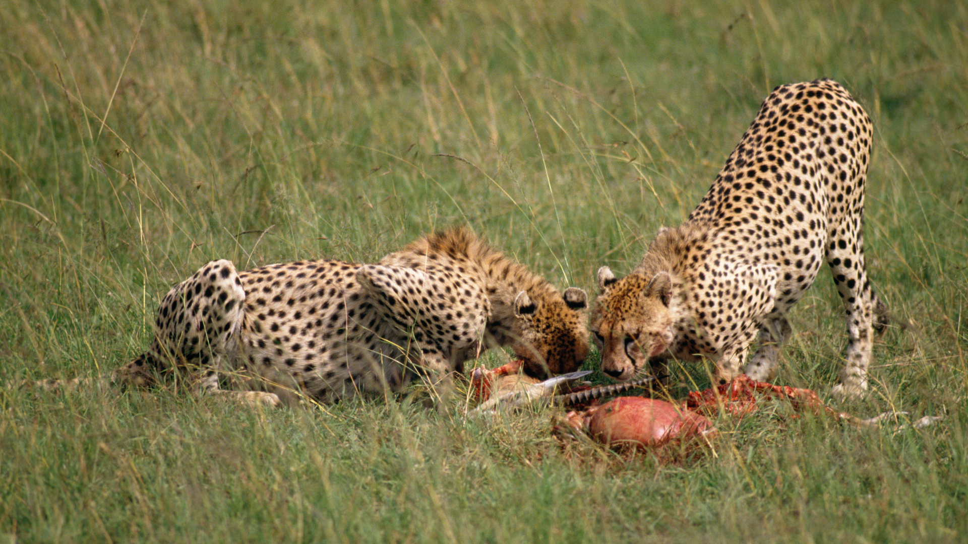 Cheetah eating on safari