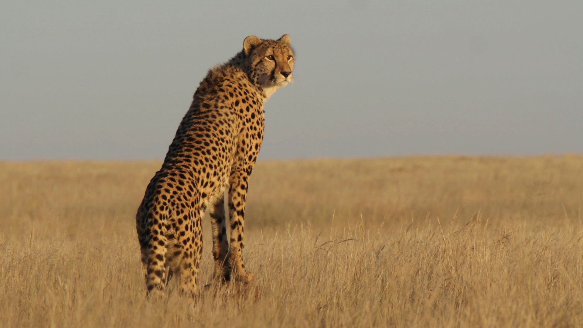 A cheetah standing on a termite mound on safari