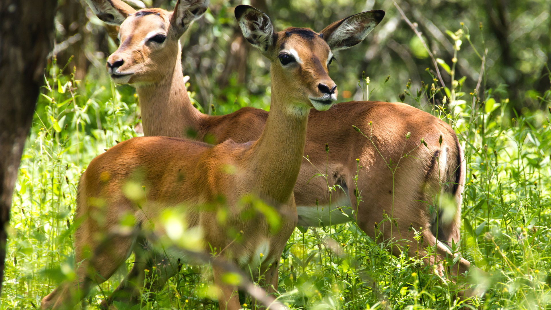 Impala seen while on safari