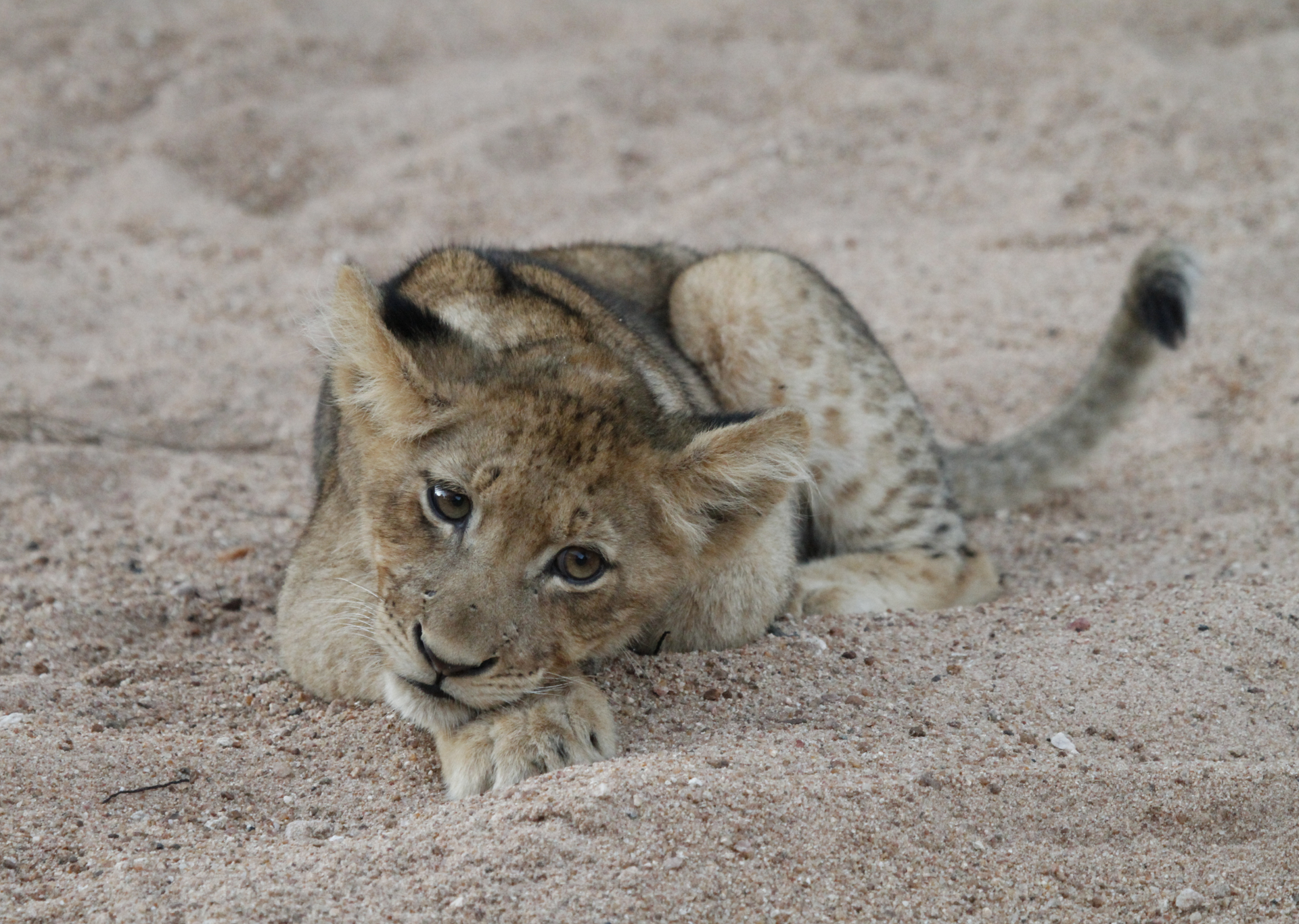 A young lion cub rests on sand, gazing at the viewer with a gentle expression. The cub has spotted fur and a swishing tail.