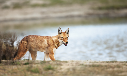 A coyote is standing on the shore of a lake.