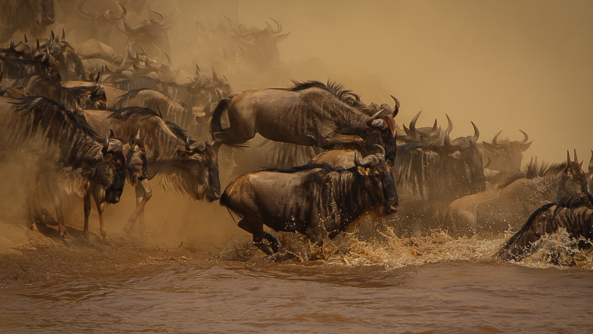 Wildebeest Migration