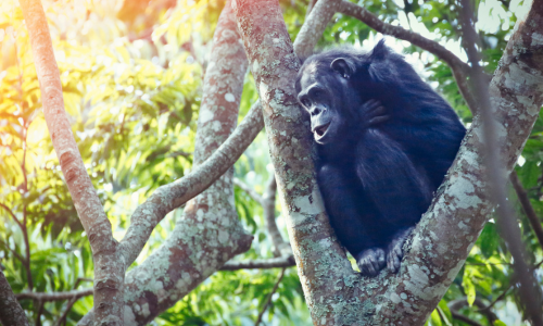 A chimpanzee is sitting on a tree branch.