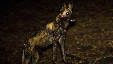 A wild dog is standing on the ground in the dark.