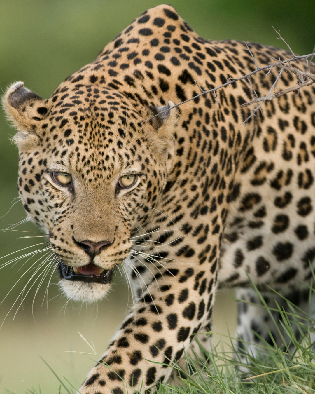 Leopard walking towards the camera with an intent gaze, tan fur with black spots, outdoors.