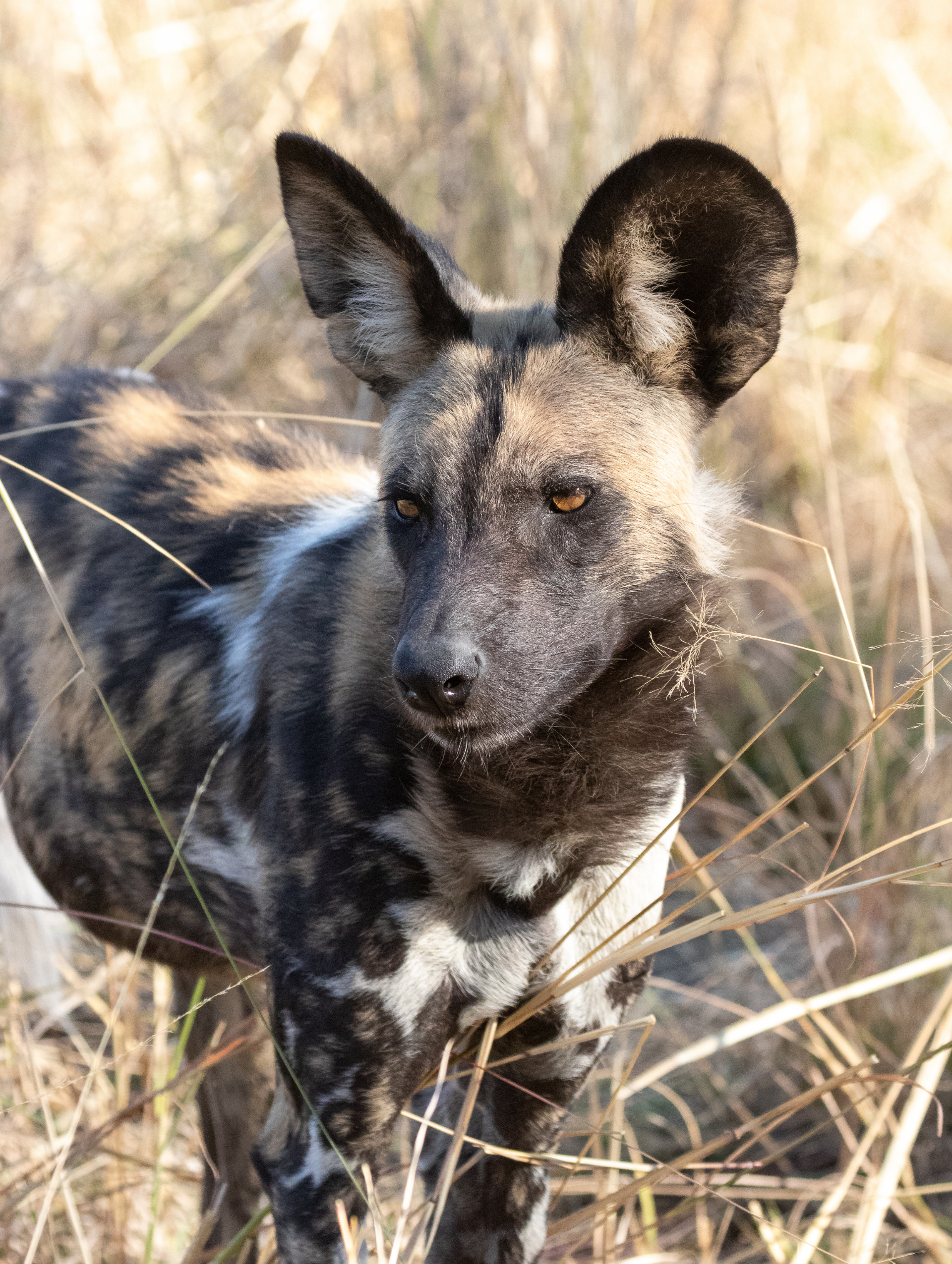 An African Wild Dog in the Okavango Delta