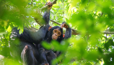 Chimpanzees in Uganda
