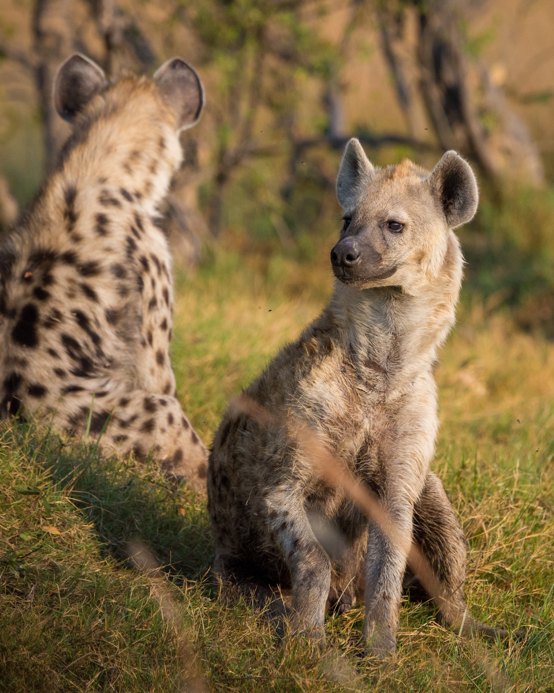 Two hyenas sit on a grassy hill, one facing forward, the other looking away.