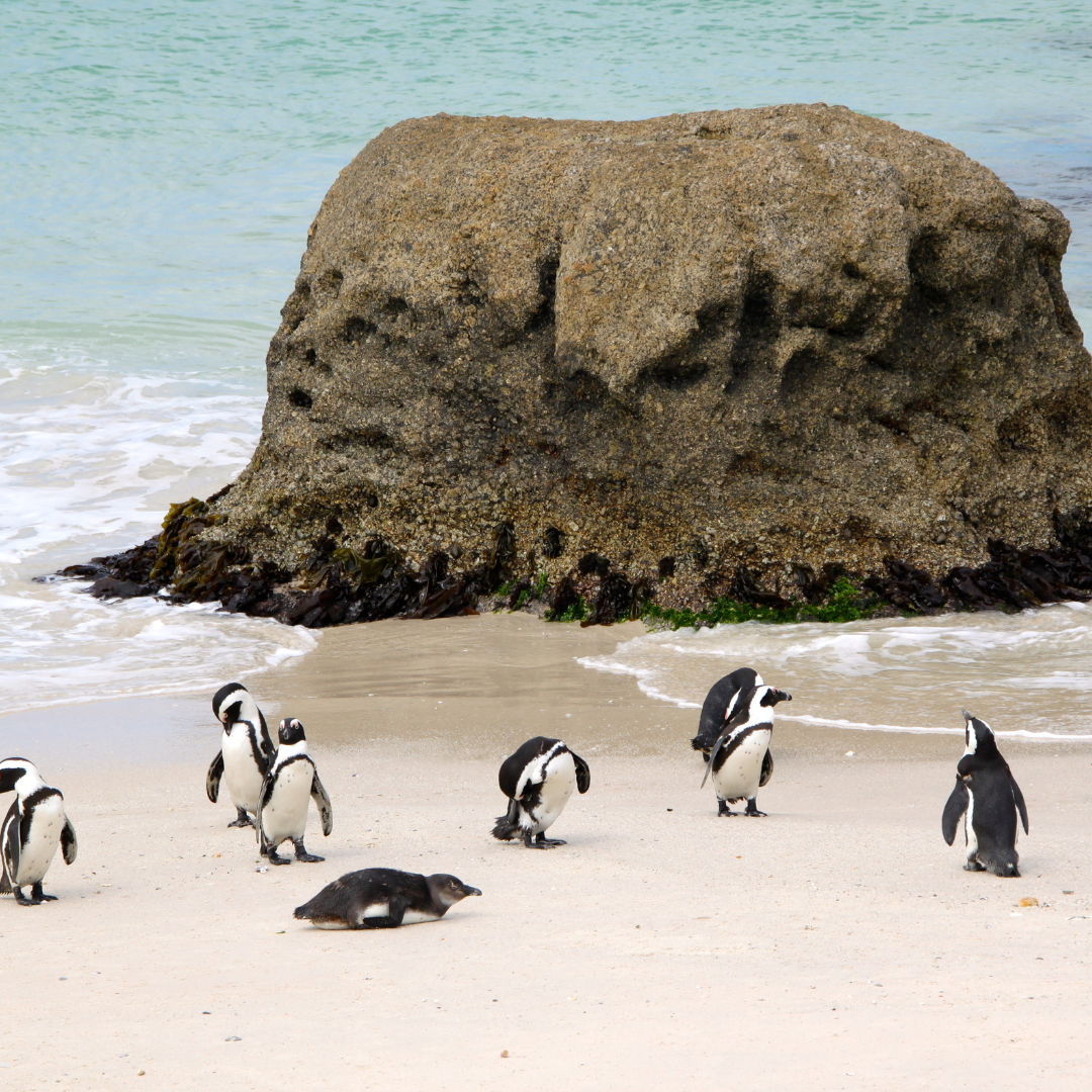 Penguins on the beach in Boulders