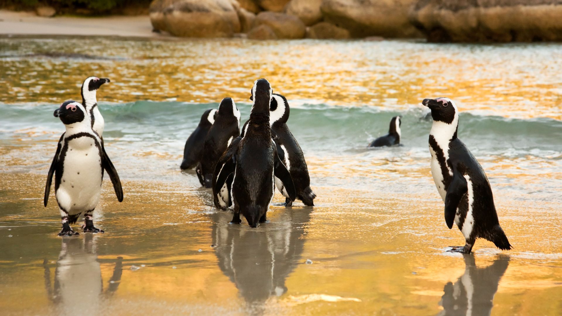 African Penguins near boulders beach