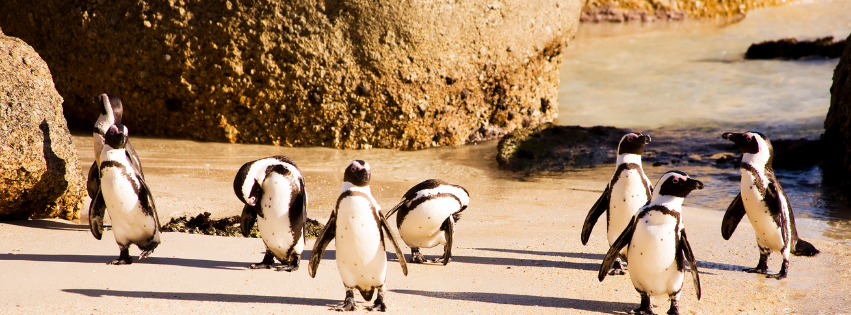 Penguins on a sandy beach near rocks. Some are standing, others preening. Bright sunlight.