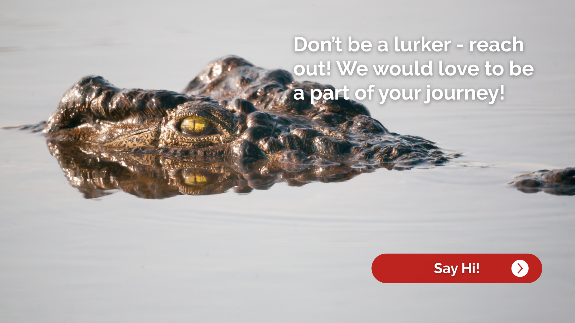 Crocodile emerging from water with text: 
