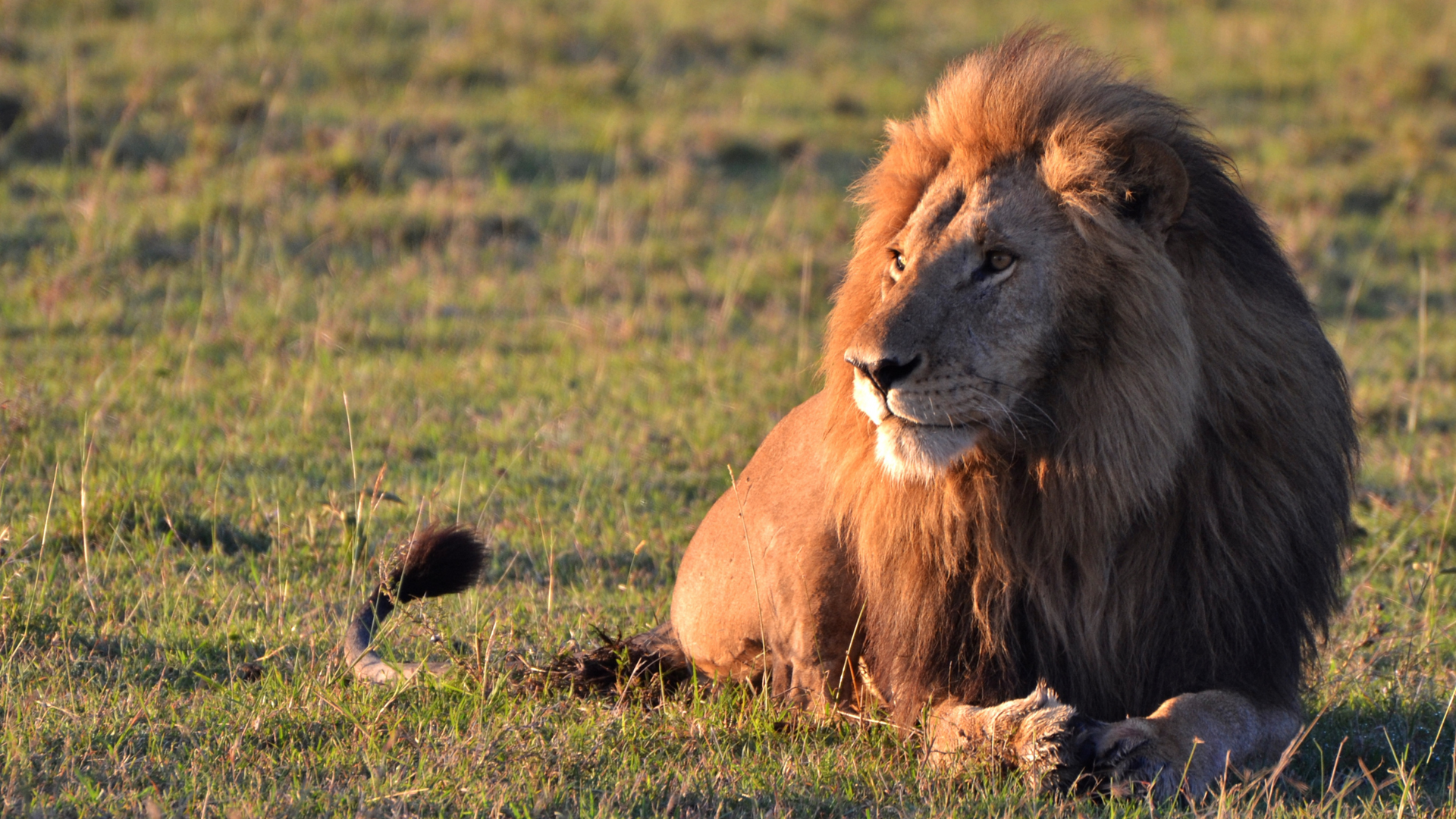 Lion in the Serengeti - Big Five