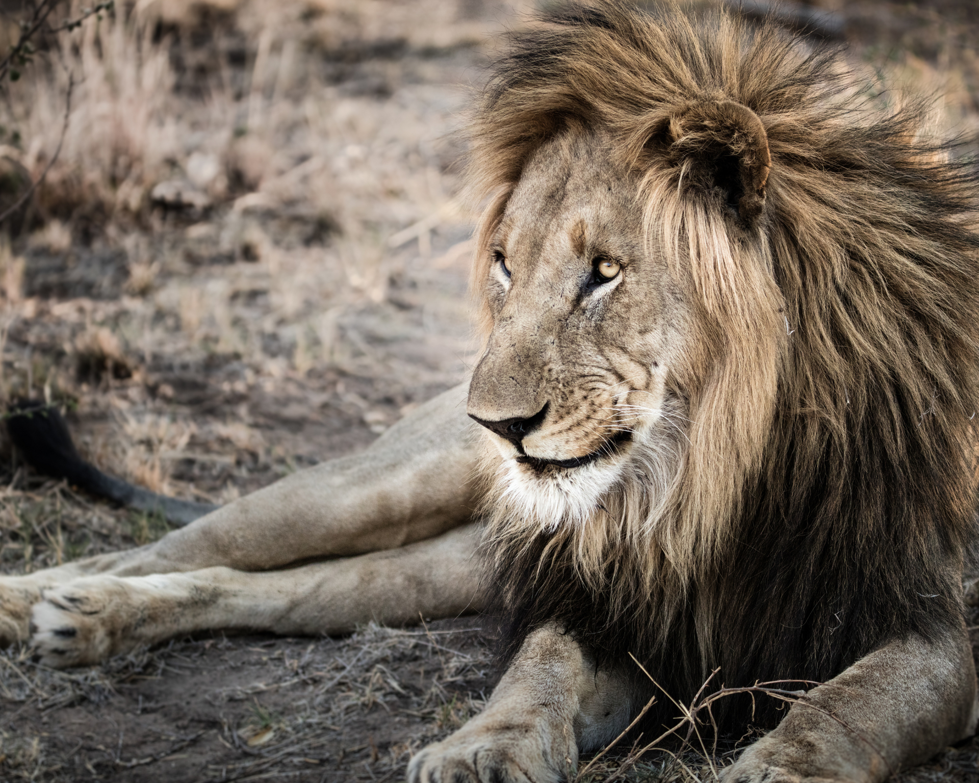 A lion is laying down in the dirt and looking at the camera. Malaria Free Safari Destinations