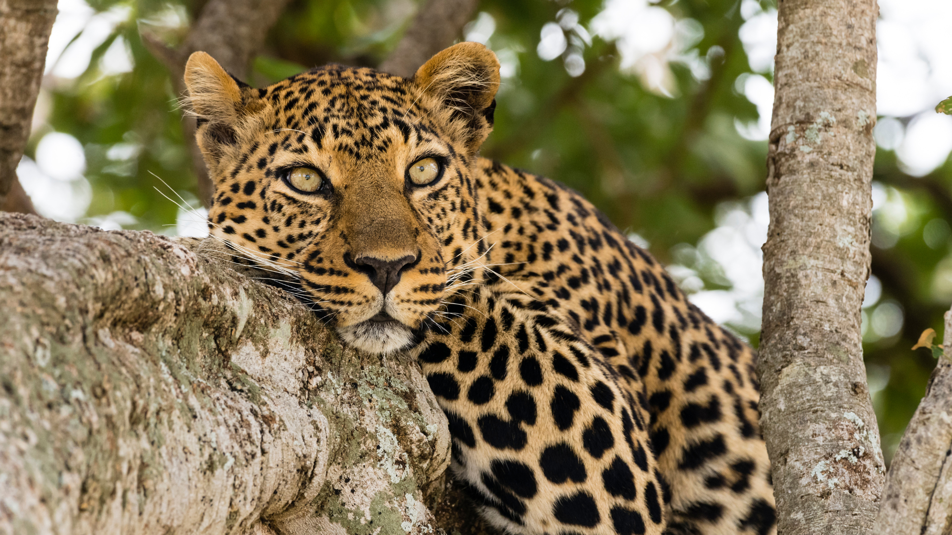 a leopard is sitting on a tree branch looking at the camera .