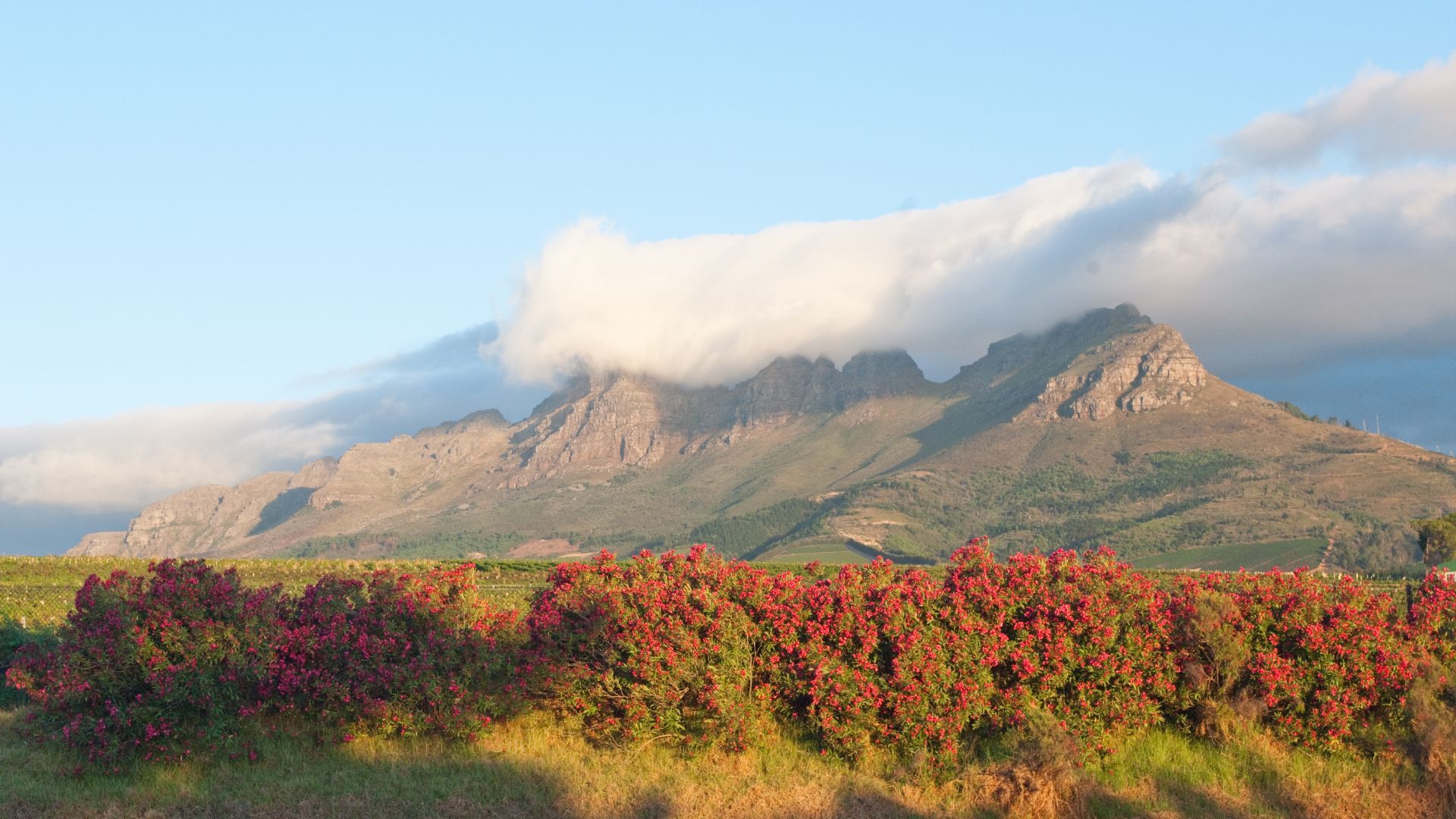 Cape Winelands
