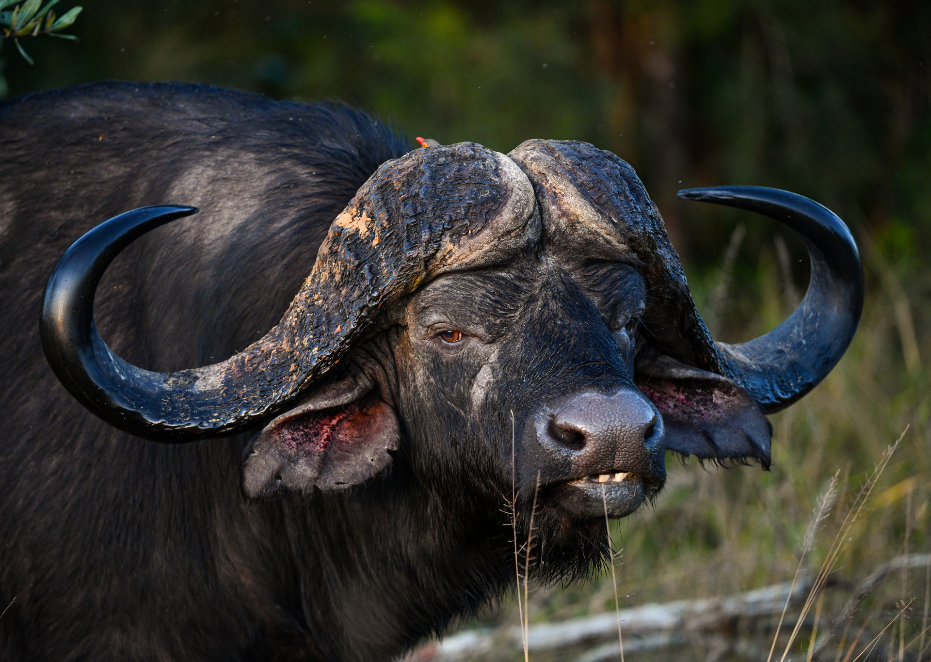 African buffalo with large, dark horns and wet fur, gazing at the viewer.