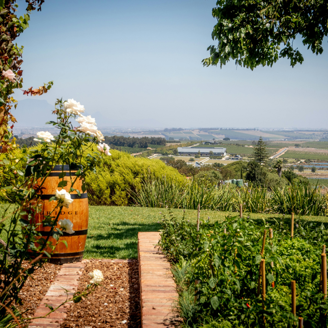 Beautiful Cape Winelands