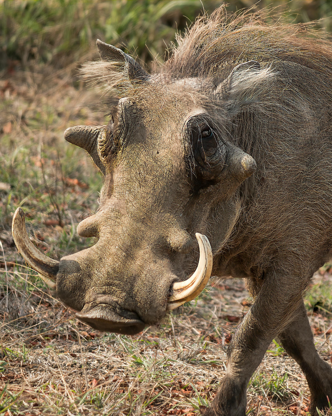 Warthog with large tusks, close-up in a grassy area.