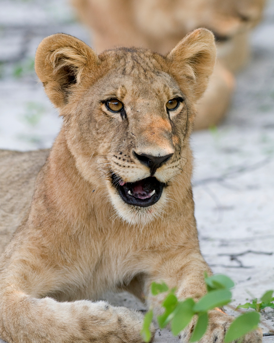 Lion cub resting on sand, mouth open, with another lion in the blurry background.