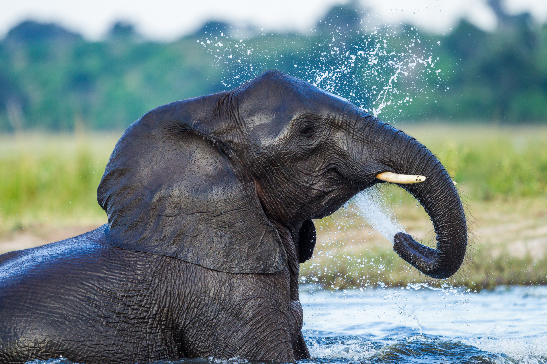 Chobe National Park the Home of Elephants