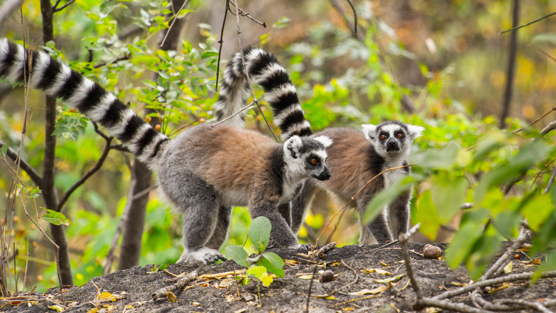 Playful Lemurs in Madagascar