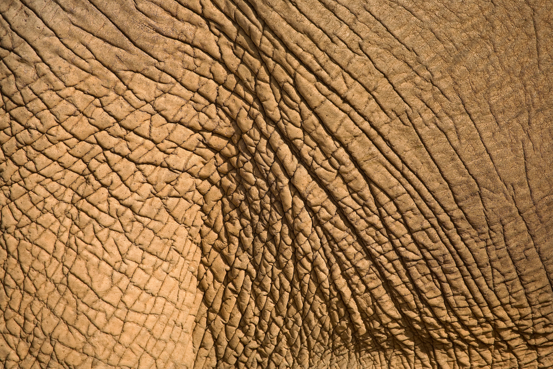 A close up of an elephant 's skin showing the texture