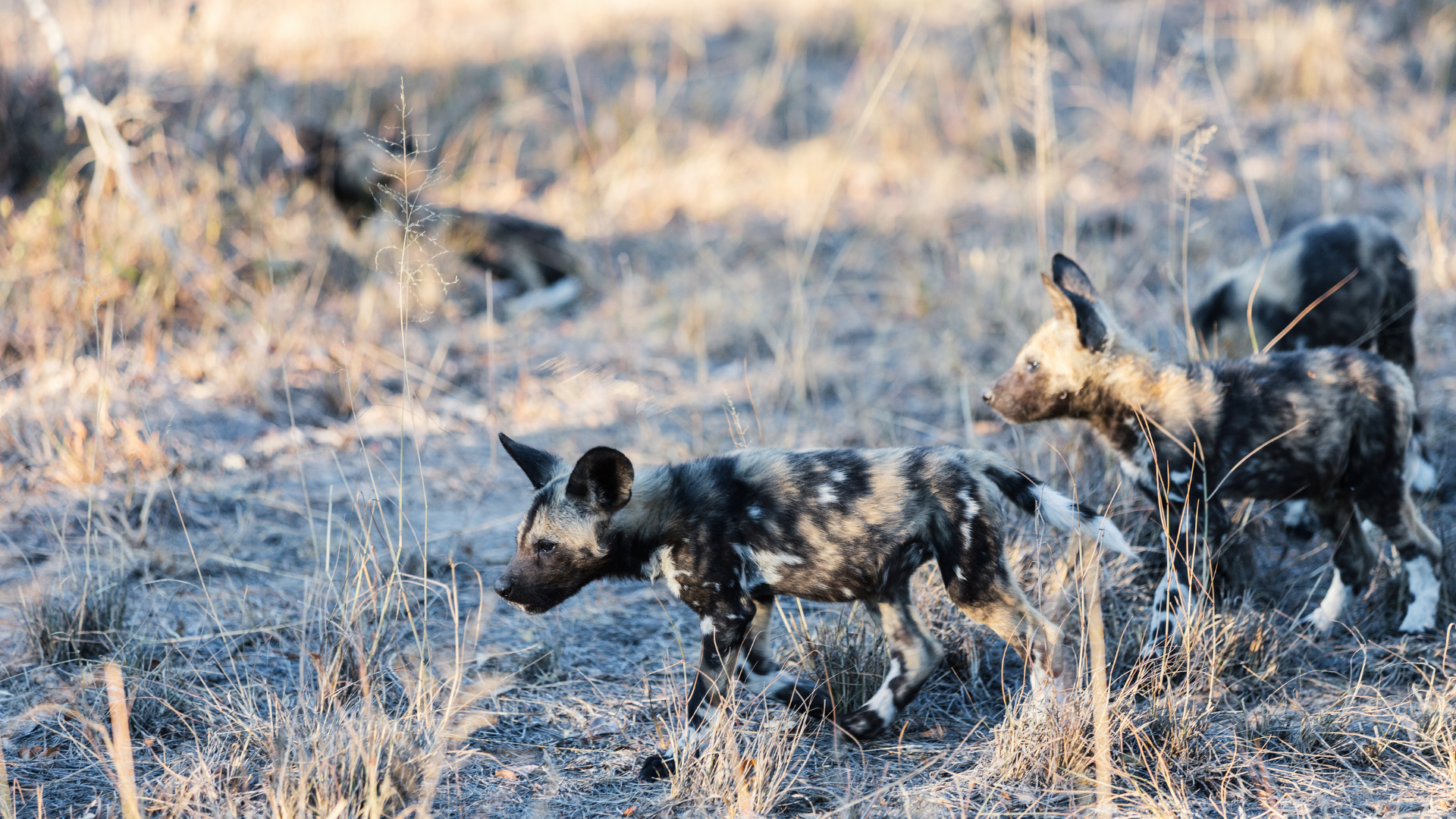 African Wild Dog Puppies